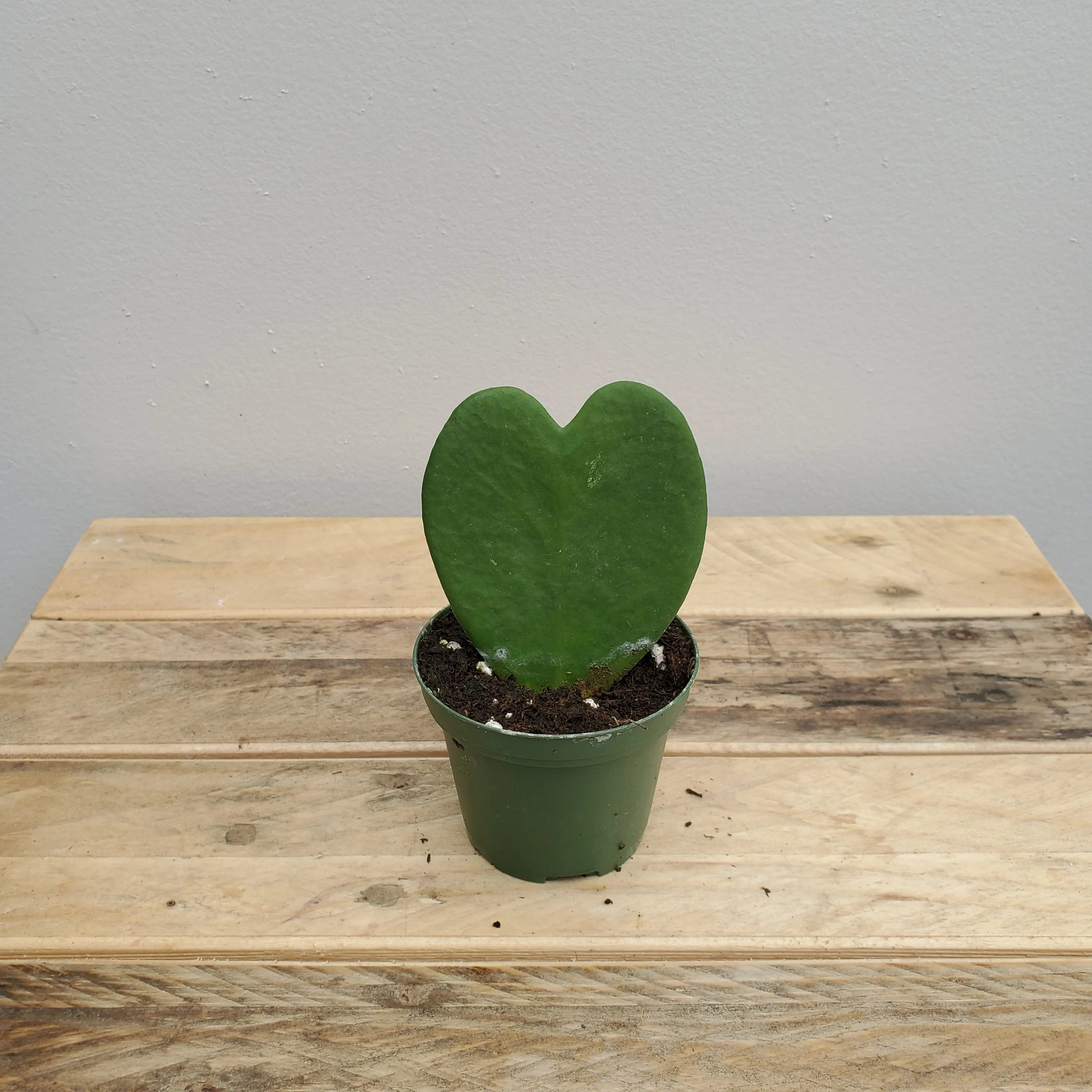 3" hoya kerrii green