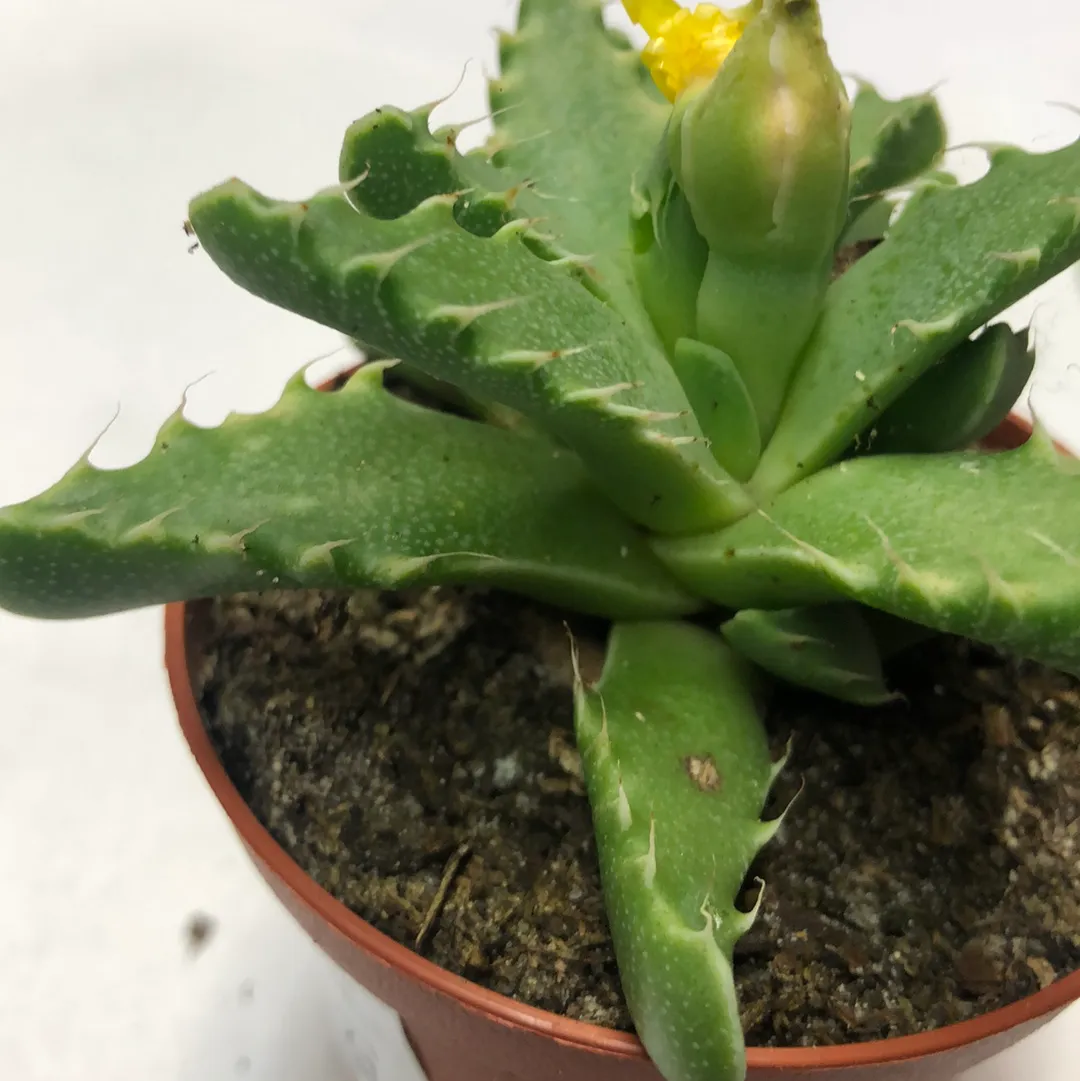 3" tigers jaw succulent