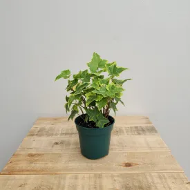 4" ivy algerian neon