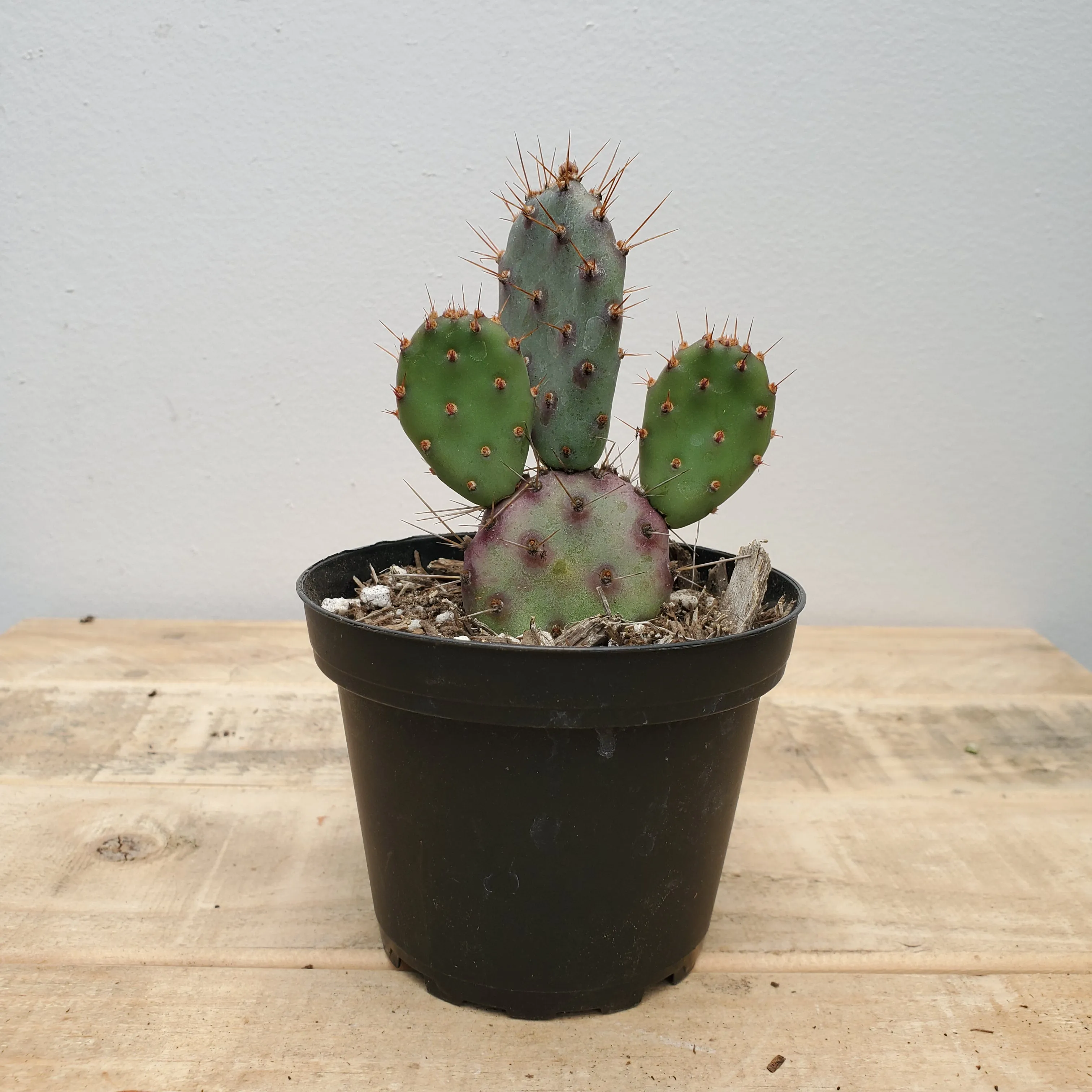 4" opuntia dwarf rita
