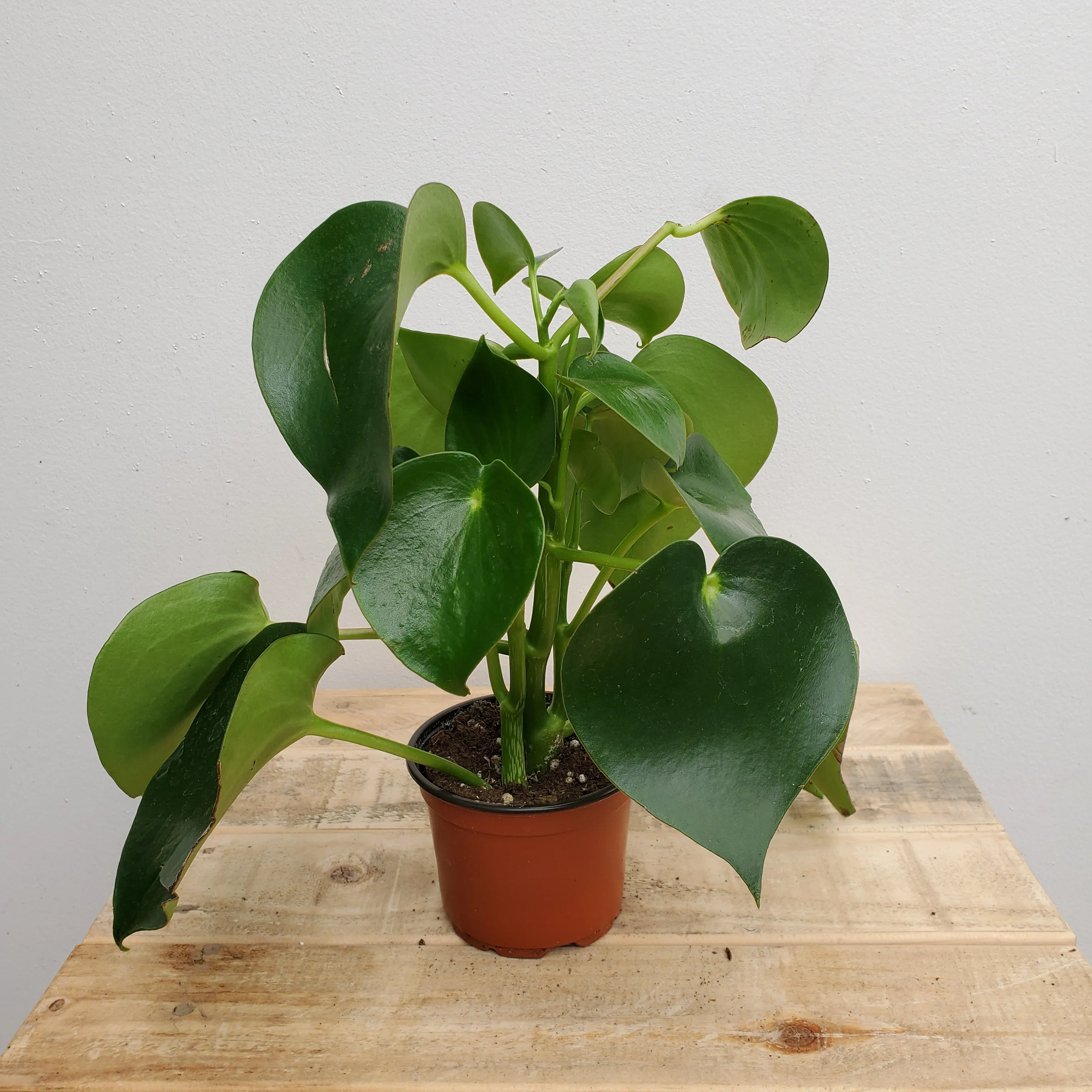 4" peperomia raindrop