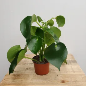 4" peperomia raindrop