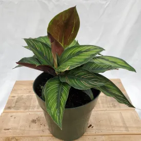 6" calathea beauty star