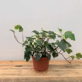 6" ivy algerian variegated